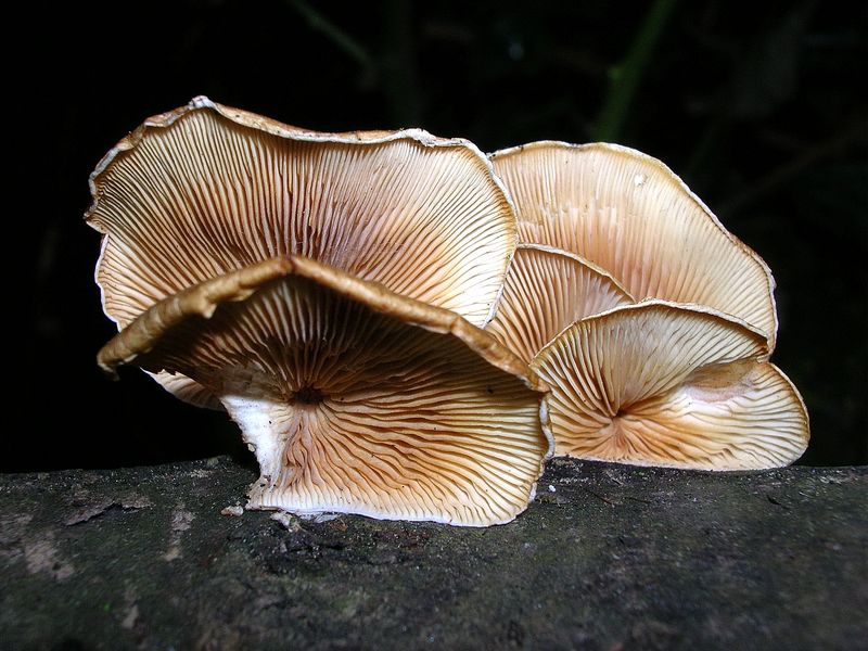 Panellus patellaris     (Fr.)      Konrad & Maubl